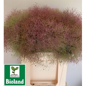 Cotinus Coggygria