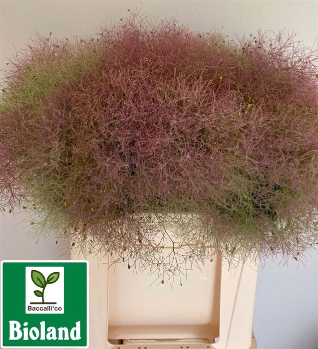 <h4>Cotinus Coggygria</h4>