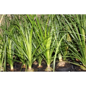 BEAUCARNEA RECURVATA P11