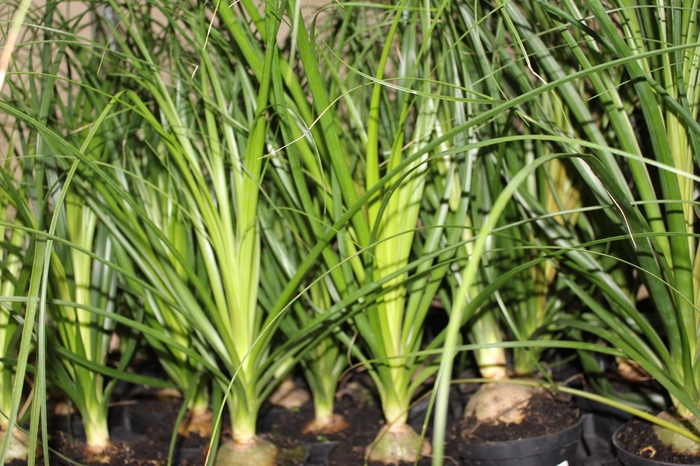 <h4>BEAUCARNEA RECURVATA P11</h4>