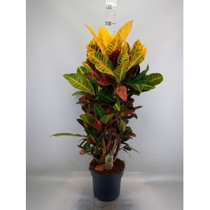 Codiaeum var. GR 'Petra'