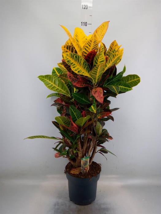 <h4>Codiaeum var. GR 'Petra'</h4>