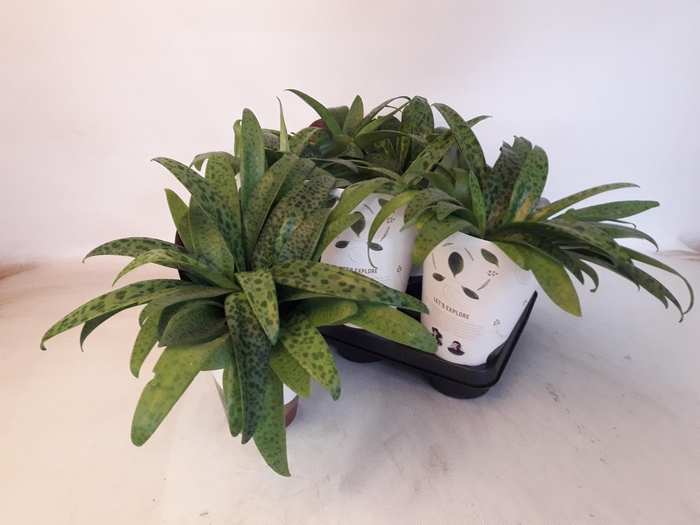 <h4>DRIMIOPSIS MACULATA</h4>