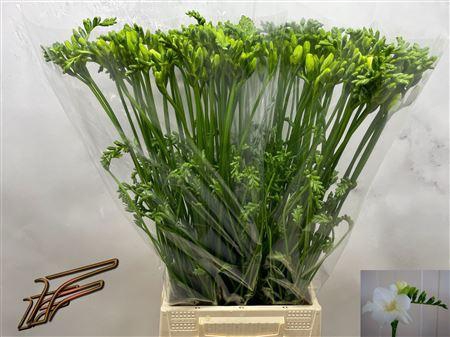 <h4>Fr En Ambiance</h4>