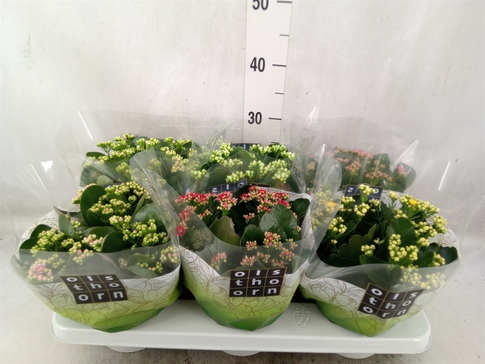 <h4>Kalanchoe blos.   ..rosebud mix  5</h4>