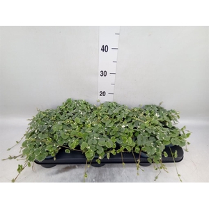 Glechoma hederacea 'Variegata'