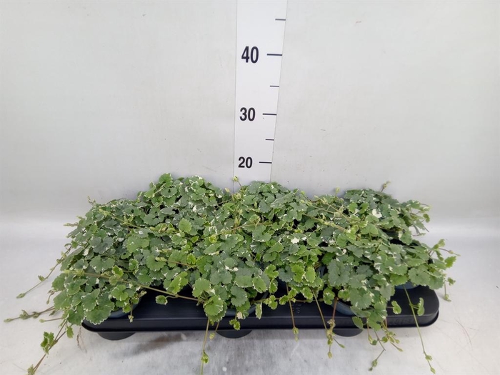 <h4>Glechoma hederacea 'Variegata'</h4>
