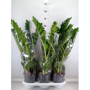 Zamioculcas zamiifolia