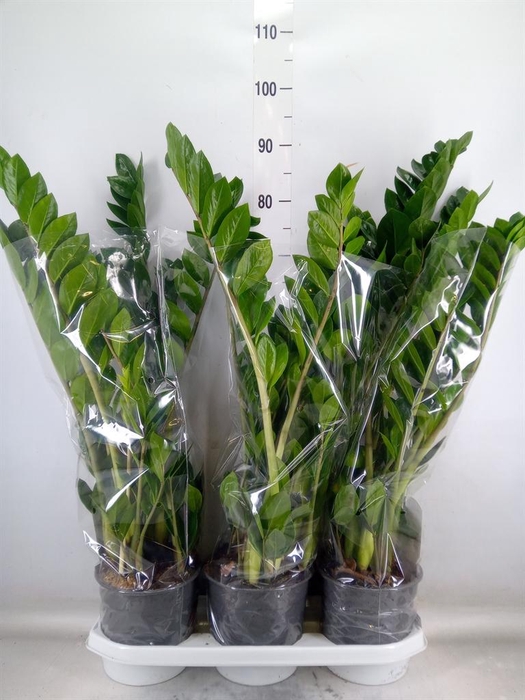 <h4>Zamioculcas zamiifolia</h4>