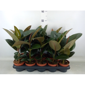 Ficus elastica 'Robusta'