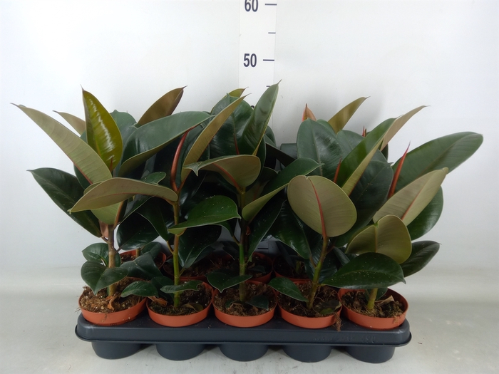 <h4>Ficus elastica 'Robusta'</h4>