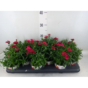 Dianthus  'Oscar Red'
