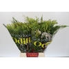BQ Cape Greenmix