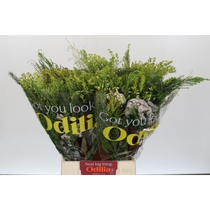 BQ Cape Greenmix