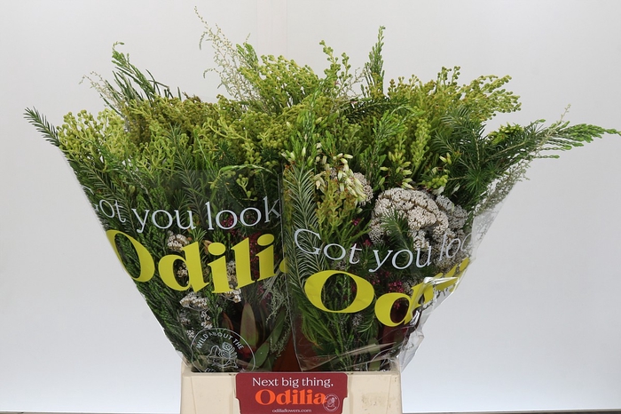 BQ Cape Greenmix