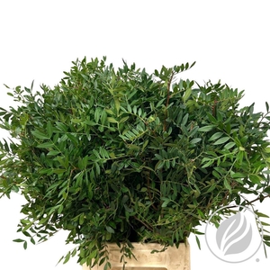 Pistache 45cm Selected