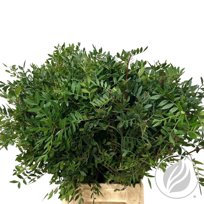 <h4>Pistache 50cm Extra</h4>