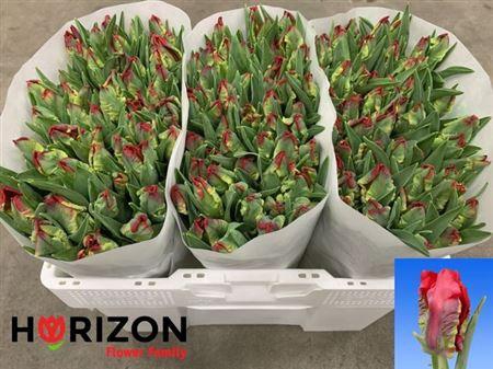 <h4>Tu Pa Seadov Parrot</h4>