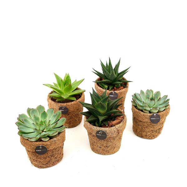 <h4>Kokodama Succulent Mix</h4>