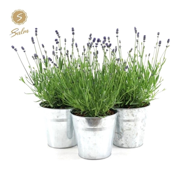 <h4>Lavandula ang. 'Felice'® Collection P15 in Zinc Old-Look</h4>