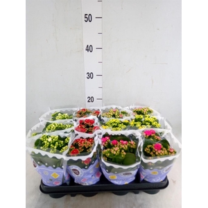 Kalanchoe blos.   ..rosebud mix  5