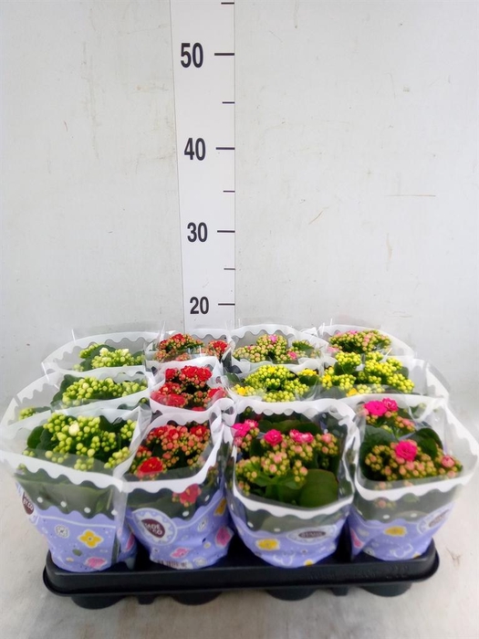 <h4>Kalanchoe blos.   ..rosebud mix  5</h4>