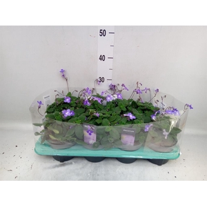 Streptocarpus saxorum