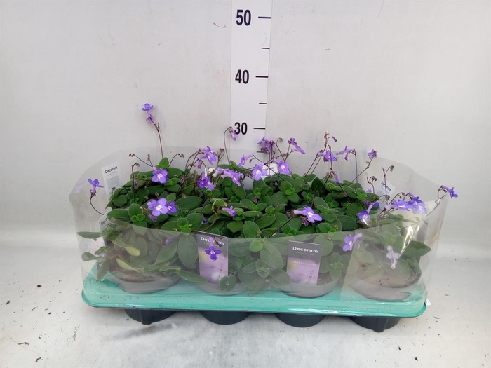 <h4>Streptocarpus saxorum</h4>