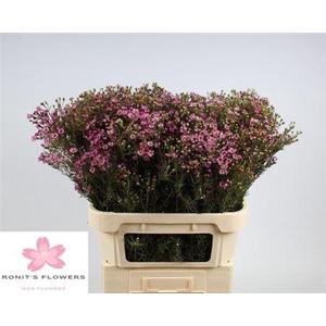 Chame Un Jupiter Fuchsia 80cm