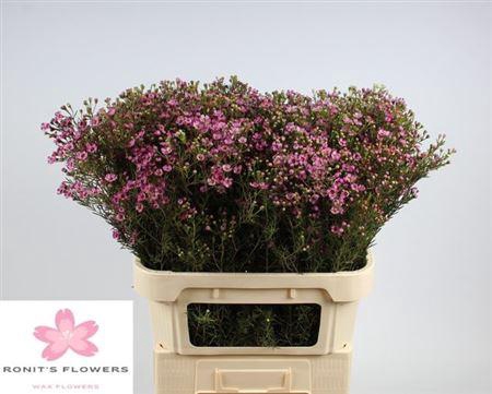 <h4>Chame Un Jupiter Fuchsia 80cm</h4>