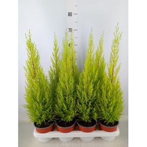 Cupressus macro. 'Goldcrest Wilma'