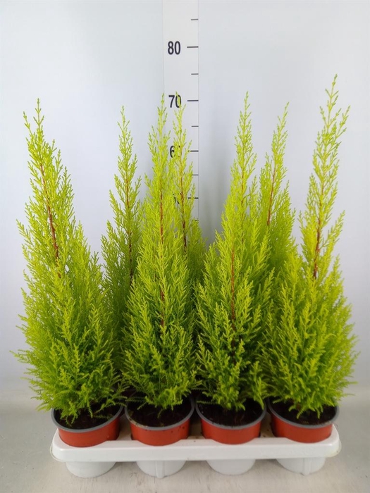<h4>Cupressus macro. 'Goldcrest Wilma'</h4>