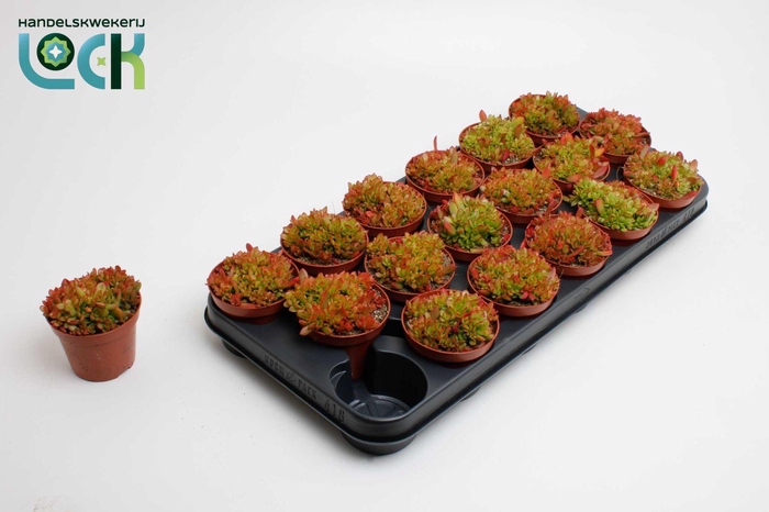 <h4>Crassula Radians</h4>