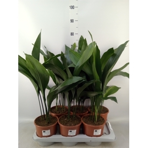 Aspidistra elat.