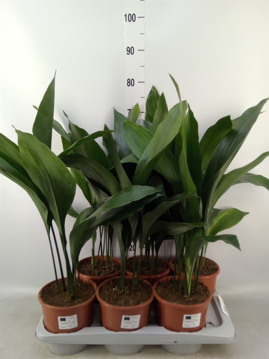 <h4>Aspidistra elat.</h4>