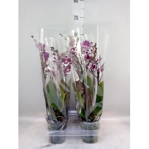 Phalaenopsis   ...