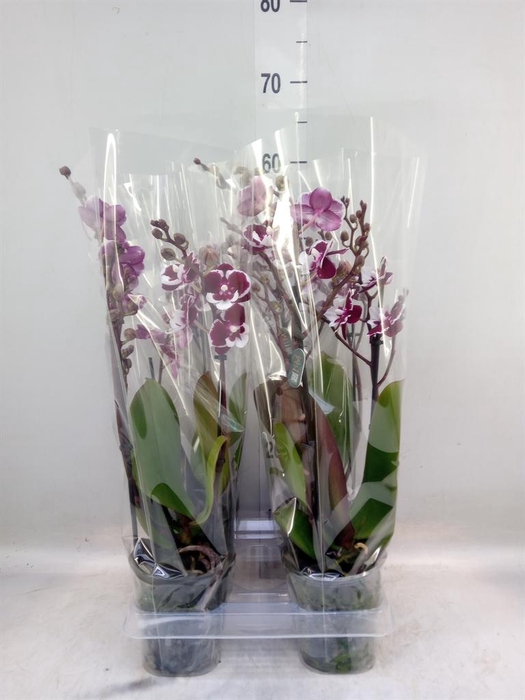 <h4>Phalaenopsis   ...</h4>