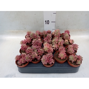 Sedum rubrotinctum 'Aurora'