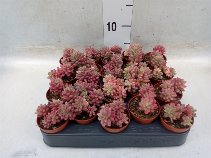 <h4>Sedum rubrotinctum 'Aurora'</h4>