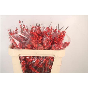 Ilex Verticilata Red Extra