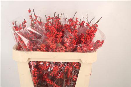 <h4>Ilex Verticilata Red Extra</h4>