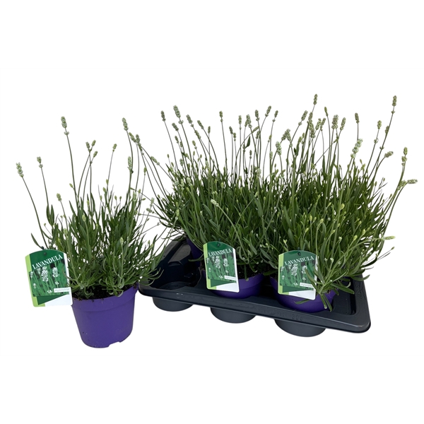 <h4>Lavandula ang. Aromance White</h4>