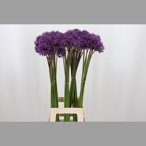 Allium Gladiator