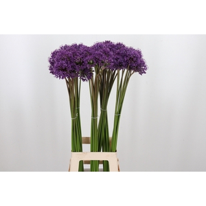 Allium Gladiator