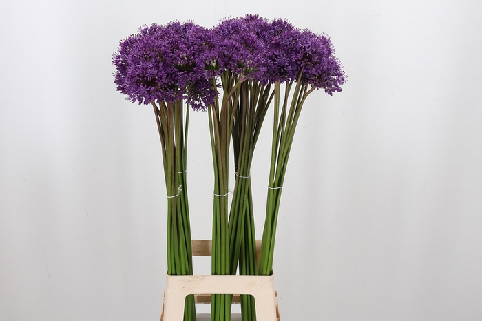 <h4>Allium Gladiator</h4>