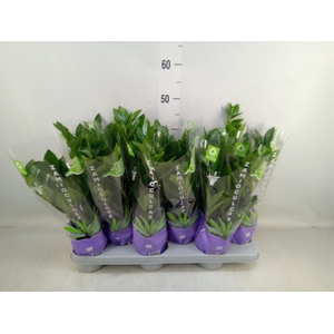 Zamioculcas zamiifolia