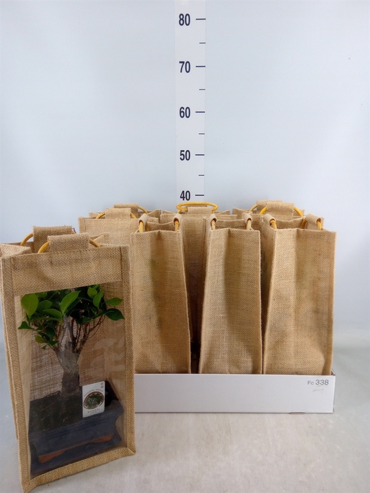 <h4>Bonsai   ...mix</h4>