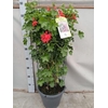 arr8 Pel Pelt Balkon Rood