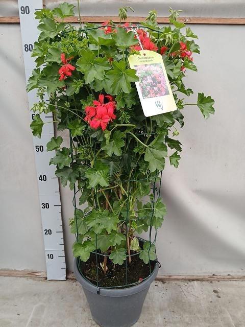 arr8 Pel Pelt Balkon Rood