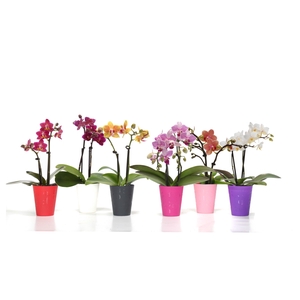 Jacky Mix Tiny Dolls Mix 2T10+